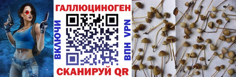 магазин  наркотиков  kraken сайт  Псилоцибиновые грибы Magic Shrooms  Гагарин 